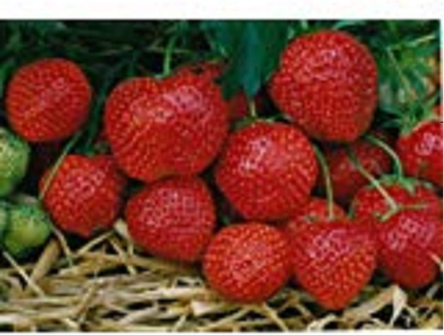 Swanley Village Nursery 10 X Strawberry Plants Bare Rooted Sweetheart