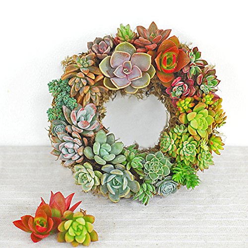 Iron Wire Wreath Succulent Pot Hanging Planters Rustic Plant Holder Basket with Hook for Home Garden Decor - Round Shape