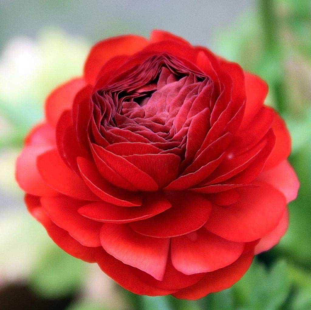 Ranunculus Red Flower Corms/Bulbs. Hardy Colourful Flowers. Size 6/7. (10)