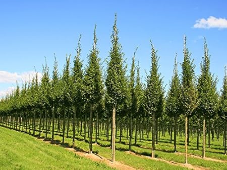 Pyramiden Hainbuche Baum Carpinus Betulus Fastigiata Containerware 100 125 Cm Garten Von Ehren Amazon De Garten