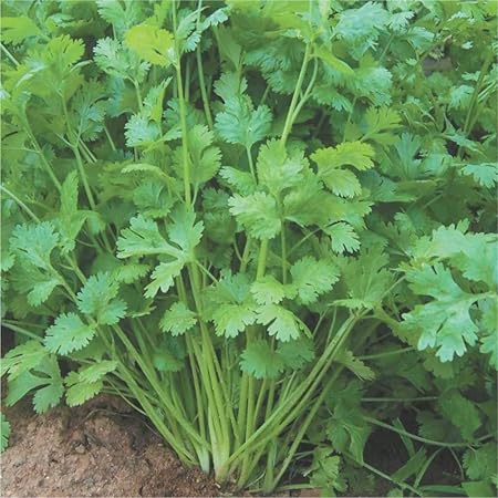 Splendour Seeds Coriander Seeds Vegetable Seeds(100 Seeds)