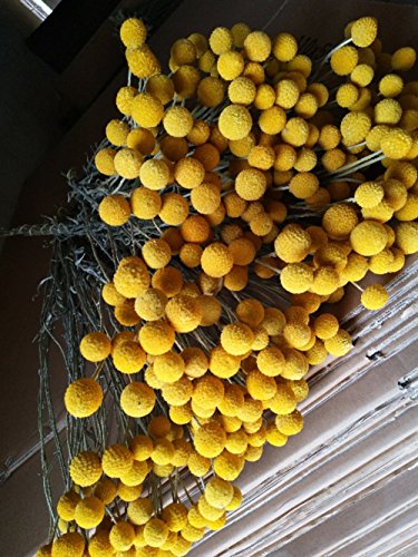 KALOR Dried Flowers Branch Farmhouse Stylet Craspedia Yellow Billy Balls for Home Decor DIY 20 Stems - Thumbnail 2