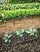 Gardener's Supply Company Chicken Wire Cloche Garden Plot Plants Cover Protector | Sturdy Arch Metal Tunnel Cage Flowerbeds and Seedlings Garden Protection from Wild Animals | 2 Sections Set