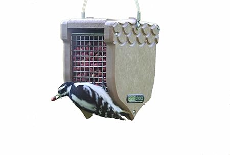Amazon Com Birds Choice Acorn Shaped Peanut Feeder Taupe Wild
