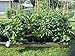 Best Root Pouch (5 Gallon)(10 Pack)(11