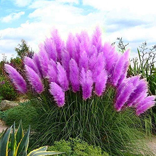 100pcs/pack Rare Pampas Grass Seeds to Grow, Wingbind Grass Seeds Organic Flower Plant Seeds Home Outdoor Garden Bonsai-Purple