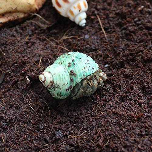 Hermit Crab Shells/Turbo Shells/15Pcs Assorted Turbo Shells and 1Pcs Natural Coconut Hide Reptile Hideouts/Seashell Opening Size 0.78\