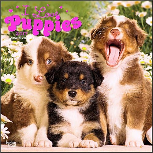Puppies Calendar 2017 - Deluxe Wall Calendar with Foil 12x12)