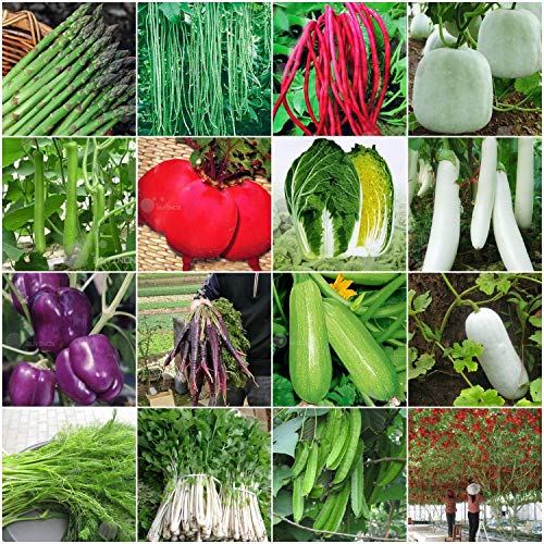 Portal Cool Choy Sum 200 Seeds: Heirloom Garden Vegetable Seeds Non-GMO Organic Asparagus Purple Carrots Leek - Thumbnail 4