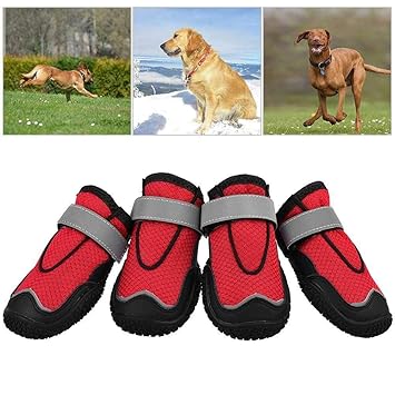 scarpe trekking cane