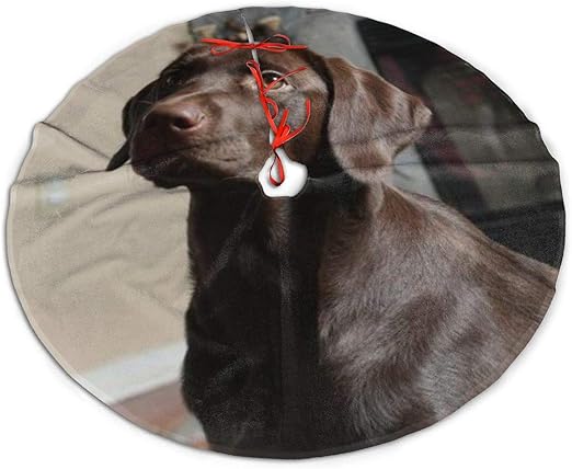 merry christmas labrador