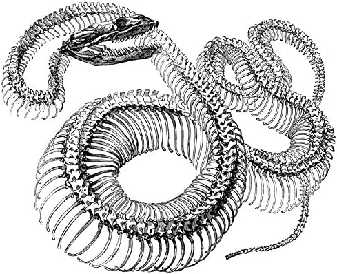 Snake Skeleton Set of 4 Temporary Tattoos ( Waterproof Lasts 3 to 4 days)