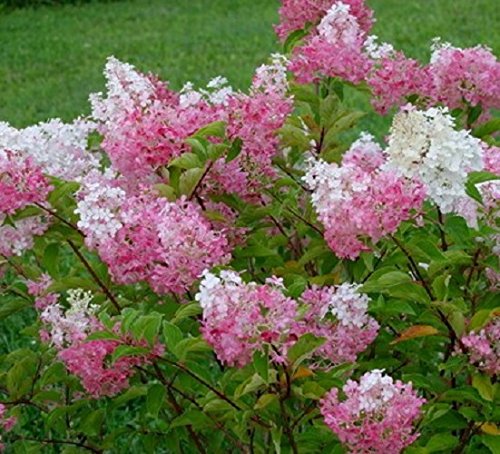 New Life Nursery & Garden Vanilla Strawberry Hydrangea Live Plant in Full Gallon Pot, 6-8 ft Tall, Hardy Zones 4-9