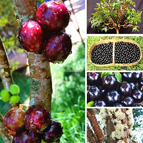 Portal Cool Green 100pcs Jaboticaba Seeds Fruit Seeds Bonsai Grape Tree Plant Seeds Indoor Er99 02 Buy Online In Cambodia Missing Category Value Products In Cambodia See Prices Reviews