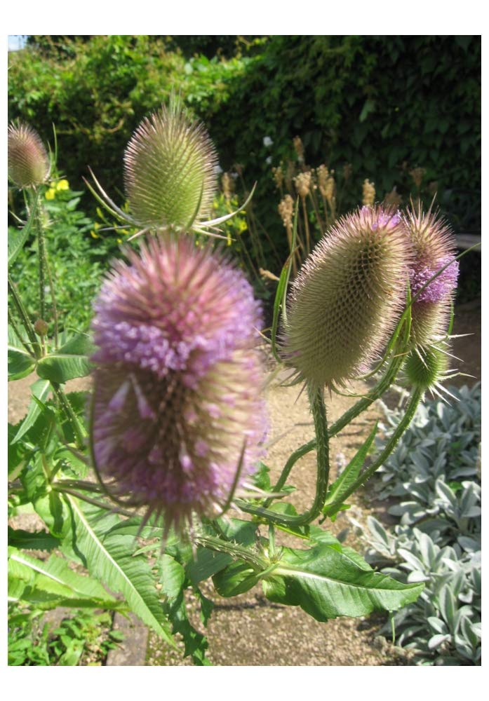 PREMIER SEEDS DIRECT Wild Teasel - 3 GRAM Approx 900 Seeds - DIPSACUS FULLONUM - Wild Flower