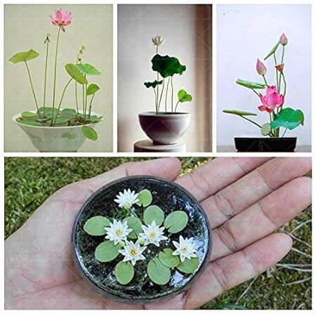 Creative Farmer Lotus Seeds : Flower Seeds 15 Seeds- Winter Season Flower Plant Seeds Garden [Home Garden Seeds Eco Pack] Plant Seeds