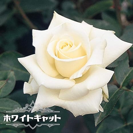 Amazon バラ苗 ホワイトキャット 禅ローズ 国産苗 大苗 6号ポット 白色 バラ 苗 四季咲き 木立ち 強香 大輪 ハイブリッドティー ペレニアル 薔薇 花