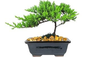 EVE'S GARDEN, INC Eve's Garden Japanese Juniper Bonsai Tree, 6 Years Old Japanese Juniper, Planted in 6 Inch Ceramic Container, Outdoor Bonsai. !!! Cannot Ship to CA California & HI Hawaii !!!