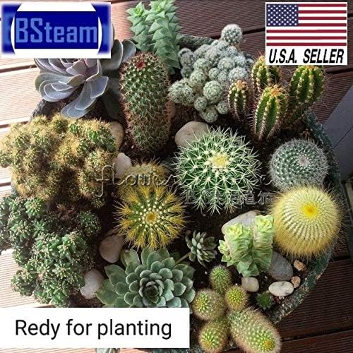 25+ Seeds Mix Cactus Succulent Exotic Living Stones Desert Rock USA Seller!