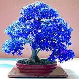 20pcs Purple blue Ghost Japanese Maple Tree, (Acer Palatum),bonsai flower seeds,tree seeds,potted plant for home & garden by SVI