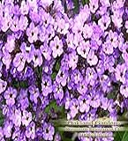 HELIOTROPE Fragrance Oil - 100% Premium Grade Uncut Oil - An unusual floral with a powdery vanilla finish, and just the barest trace of licorice - BULK Fragrance Oil By Oakland Gardens (030 mL - 1.0 fl oz. Bottle)