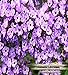 HELIOTROPE Fragrance Oil - 100% Premium Grade Uncut Oil - An unusual floral with a powdery vanilla finish, and just the barest trace of licorice - BULK Fragrance Oil By Oakland Gardens (030 mL - 1.0 fl oz. Bottle)