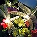 Semintech Solar String Light Waterproof Outdoor Fairy Lights 20Ft 30 Crystal Dragonfly LEDs for Pation,Homes,Gardens