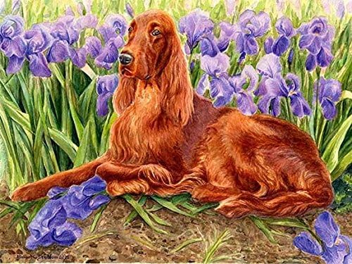 "Iris Setter" A Limited Edition Irish Setter Print
