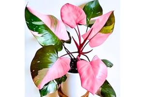 AKTRD Philodendron Plant, Rare Tropical Variegated Live Indoor Houseplant, 5-8" Tall, No Pot (Pink Philodendron Plant)