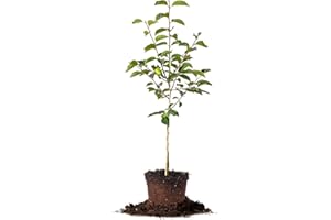 Perfect Plants Fuyu Asian Persimmon Tree, Live Plant (3-4 ft.)