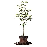 Perfect Plants Fuyu Asian Persimmon Tree, Live