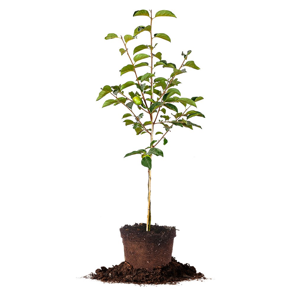 Perfect Plants Fuyu Asian Persimmon Tree, Live