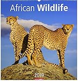 African Wildlife - Kalender 2019 by 