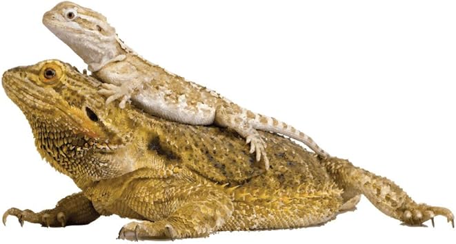 Amazon Com Dark Spark Decals Adorable Bearded Dragon With Baby