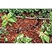 Rain Bird T22-50S Drip Irrigation 1/4