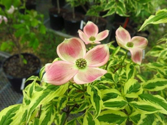 Amazon MABES WAREHOUSE 5 Variegated Stellar Pink Dogwood Seeds 