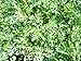 Rue (ruta graveolens) -Live Plant