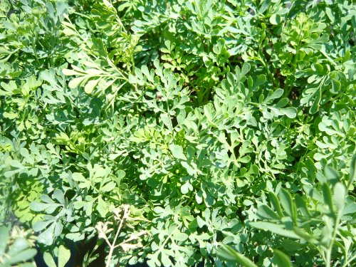 Rue (ruta graveolens) -Live Plant Rue (ruta graveolens) -Live Plant