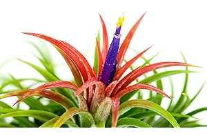 Colorful Air Plant Hand Selected Fast Growing Easy Care Low Maintenance Indoor Outdoor Houseplant Succulents Tillandsia Ionantha Awesome Industries (Fuego, Large 1 Pack)