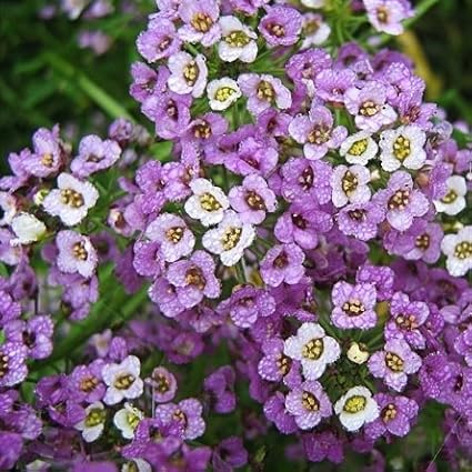 Image result for Alyssum