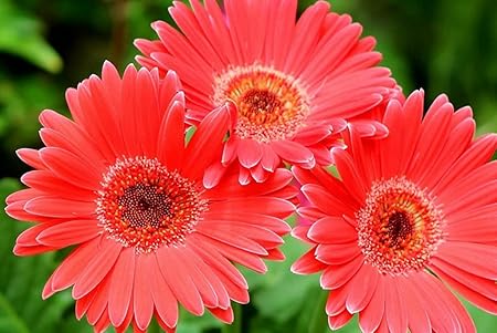 Amazon Co Jp 特大 ポスター ガーベラの花3つのクローズアップ 壁紙ウォールステッカーポスター 594x4mm Generic