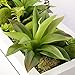 Artificial Flower-Wall Hanger 7.87 in 21.65 in, 3D Succulent Plants Moss on The Stone Green Leaves Grass Ferns with Frame Shape Vase Wall Decor, Black Frame