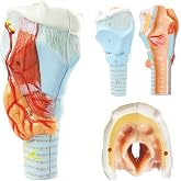 Human Anatomy Larynx Model, 2 Parts, 1:1 Life Size | Benilev Larynx Anatomy Model, Suitable For Anatomy Study, Education And Teaching Demonstration, Ideal For Medical Students