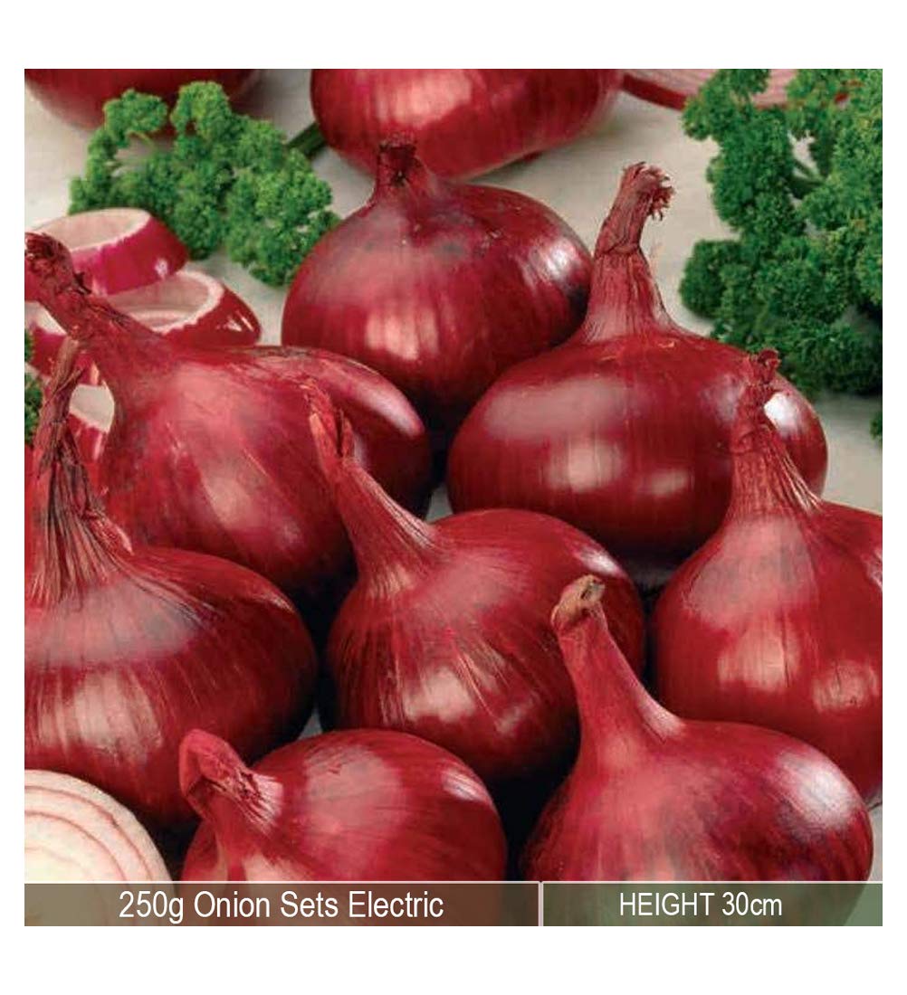 Onion Sets Electric 250 Grams- Over wintering Plant-Excellent Flavor- Ideal for Your Beautiful Kitchen Garden