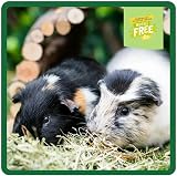 Excel Burgess Guinea Pig Nuggets with Mint 1.5 kg Green view 5