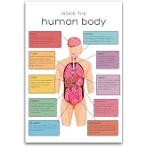 Inside The Human Body Anatomy Poster - Classroom Poster Decor Therapy Middle Highschool Preschool - 12 x 18 Inch Unframed Poster - Premium Poster On 100lb Gloss Paper - Printed In The USA FHJP1878
