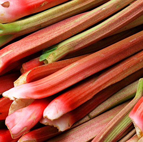 Earthcare Seeds Rhubarb Victoria 100 Seeds (Rheum rhabarbarum) Heirloom - Non GMO Earthcare Seeds Rhubarb Victoria 100 Seeds (Rheum rhabarbarum) Heirloom - Non GMO