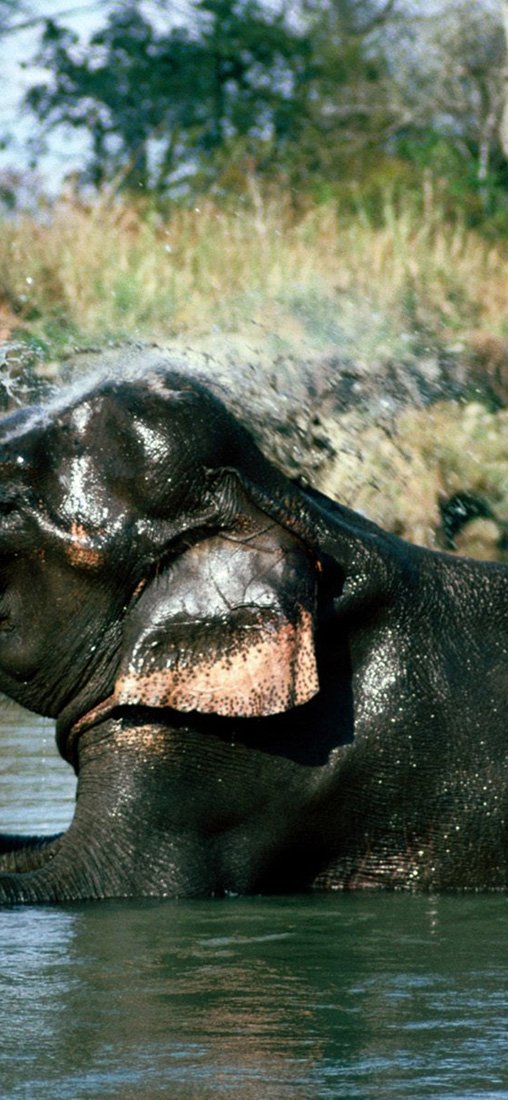 PeelitStickit Elephant, Animal Wall Murals ID-032, vinyl