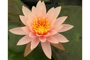 AWESOME AQUATIC Live Hardy Water Lily Tubers Rhizomes Bulb Seed Nymphaea Aquatic Pond Plants Water Gardens Pre-Grown Flower in White Pink Red Yellow Orange Blue Purple (1, Peach Hardy Pond Lily)