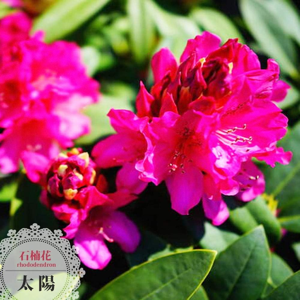 Amazon Co Jp 西洋シャクナゲ 太陽 6号鉢植え 庭木 常緑樹 低木 低木 Diy 工具 ガーデン